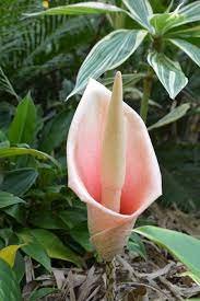 Snake Lily (Amorphophallus)